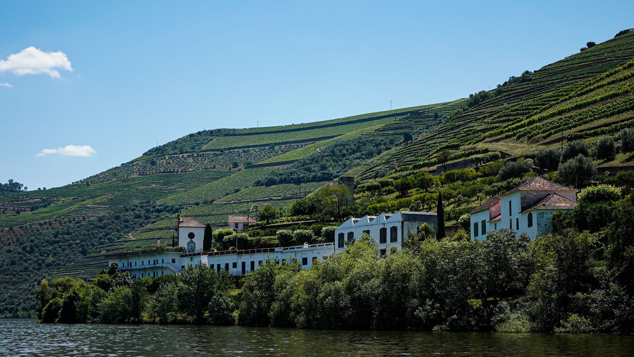 Vinohrady na svazích nad řekou Douro